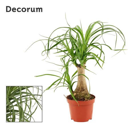 Beaucarnea On Stem (decorum)