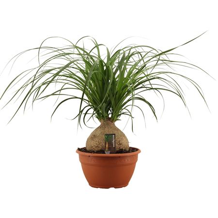 Beaucarnea Bol