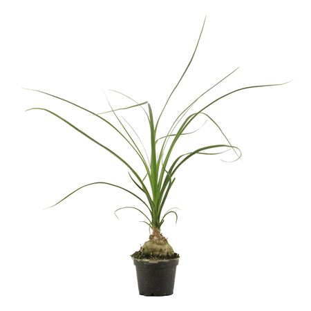 Beaucarnea Bol