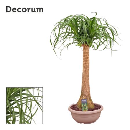 Beaucarnea On Stem (decorum)
