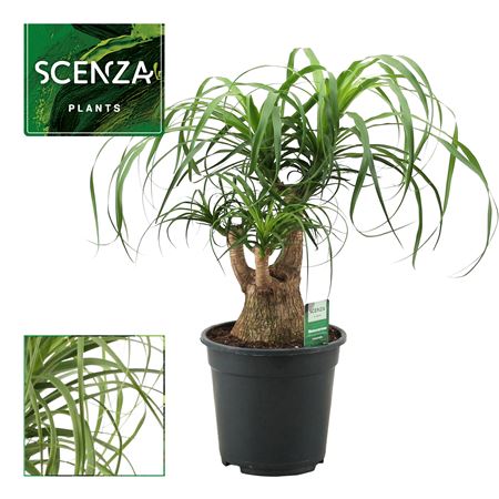 Beaucarnea Bol (decorum)