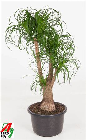 Beaucarnea Branched