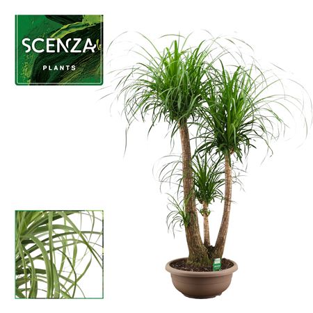 Beaucarnea Branched
