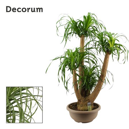 Beaucarnea Branched (decorum)