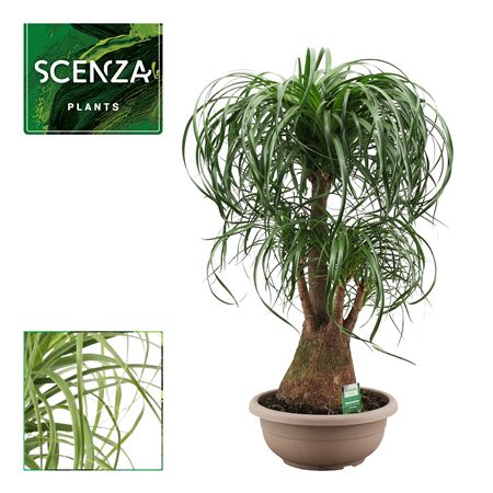 Beaucarnea Branched