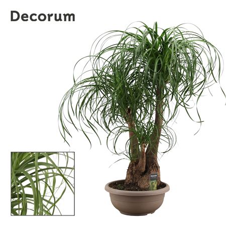 Beaucarnea Branched (decorum)