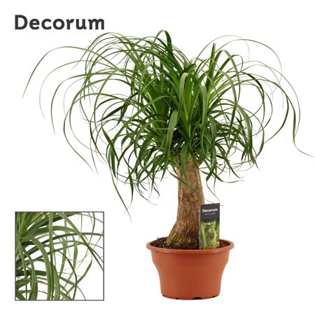 Beaucarnea On Stem (decorum)