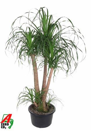 Beaucarnea Branched