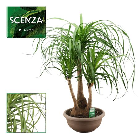 Beaucarnea Branched