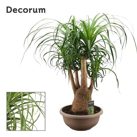 Beaucarnea Branched (decorum)