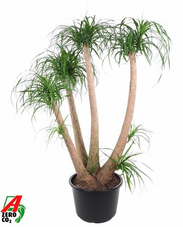 Beaucarnea Branched