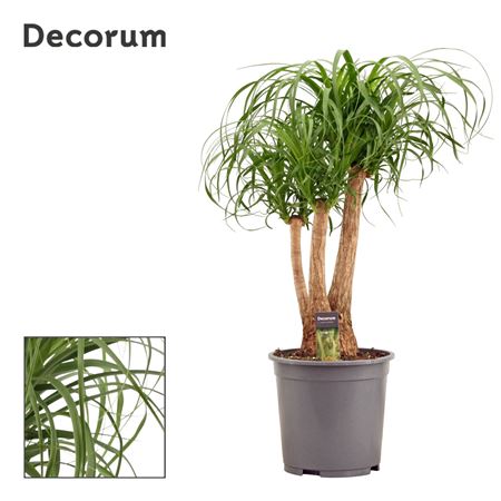 Beaucarnea Branched (decorum)