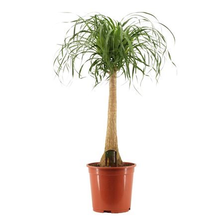 Beaucarnea On Stem