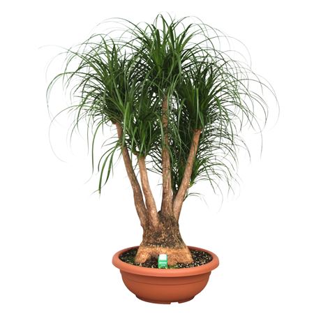 Beaucarnea Branched
