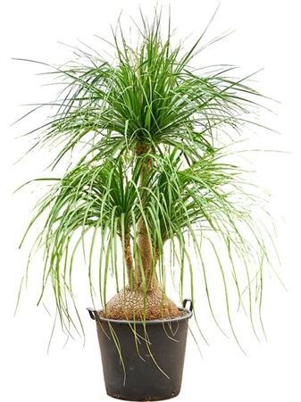 Beaucarnea Recurvata