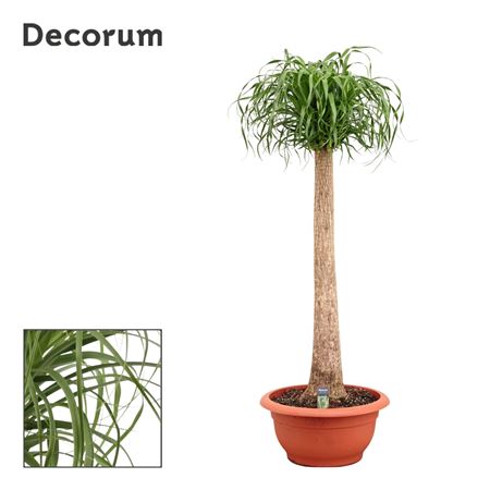 Beaucarnea On Stem (decorum)