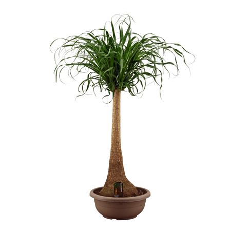 Beaucarnea Bol (decorum)