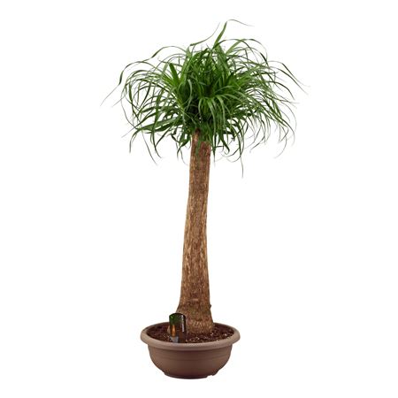 Beaucarnea On Stem