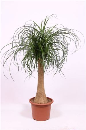 Beaucarnea Recurvata On Stem