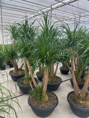 Beaucarnea Branched