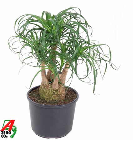 Beaucarnea Branched