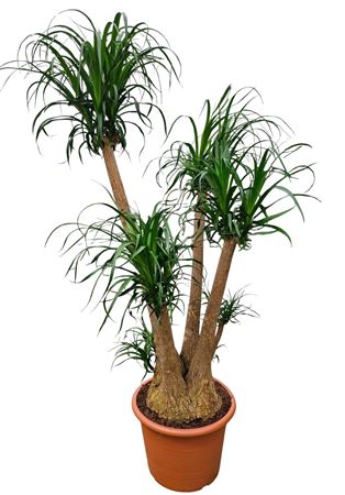 Beaucarnea 55 Cm Branched