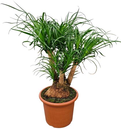 Beaucarnea 35 Cm Branched