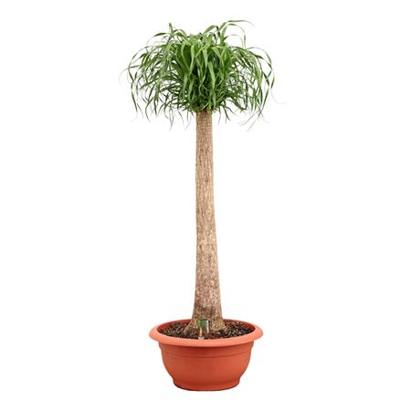 Beaucarnea On Stem