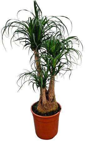 Beaucarnea 27 Cm Vertakt