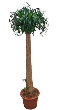 Beaucarnea 35 Cm