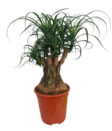 Beaucarnea 21 Cm Vertakt
