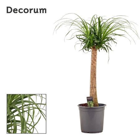 Beaucarnea On Stem (decorum)