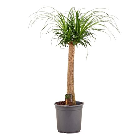 Beaucarnea On Stem