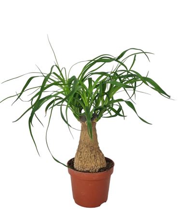 Beaucarnea