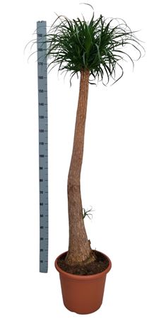 Beaucarnea