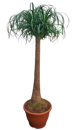 Beaucarnea