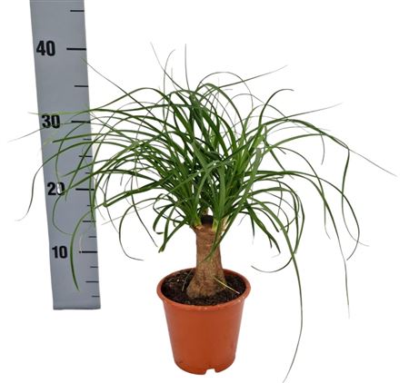 Beaucarnea