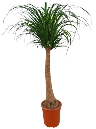 Beaucarnea