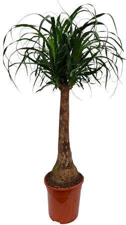 Beaucarnea