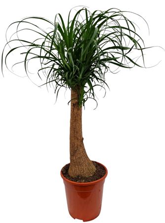 Beaucarnea