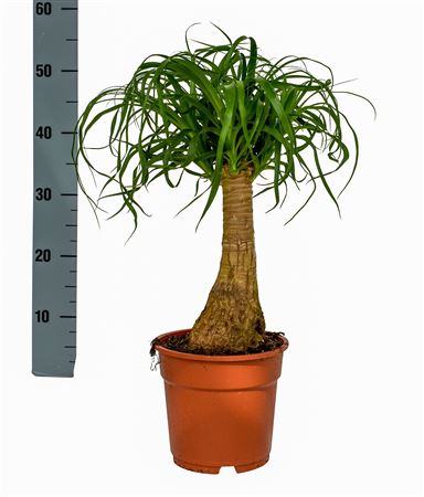 Beaucarnea
