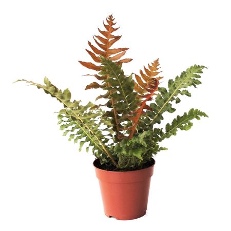 Blechnum Brasiliense Volcano