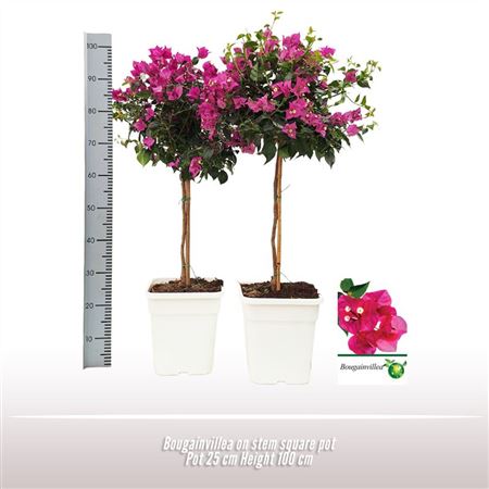 Bougainvillea On Stem