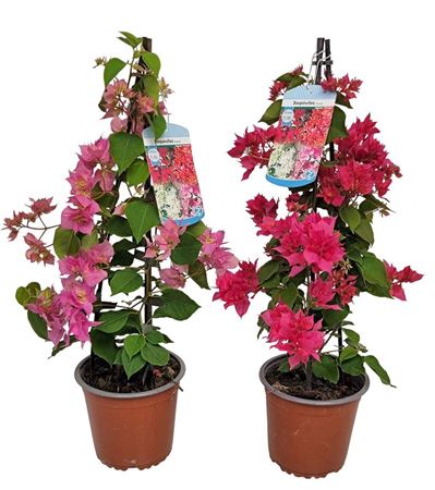 Bougainvillea Double Flower Pyramid