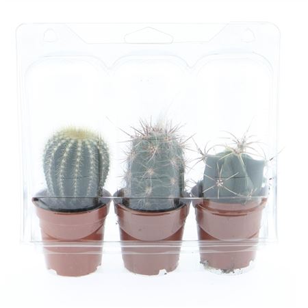 Cactus Mix In Blister