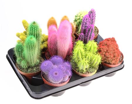 Cactus Rainbow Mix
