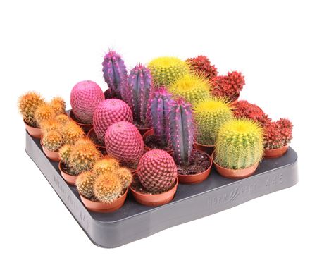 Cactus Rainbow Mix