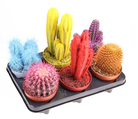 Cactus Rainbow Mix