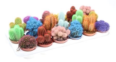 Cactus Rainbow Mix