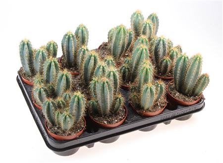 Pilosocereus Azureus